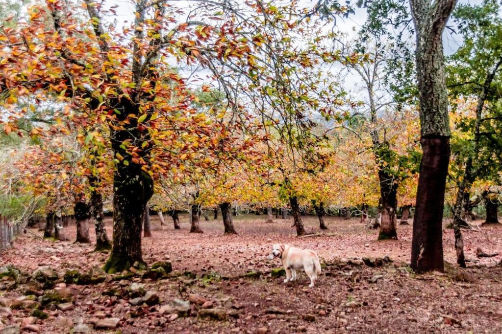 Casa Rural Alicia กอร์เตกานา ภายนอก รูปภาพ