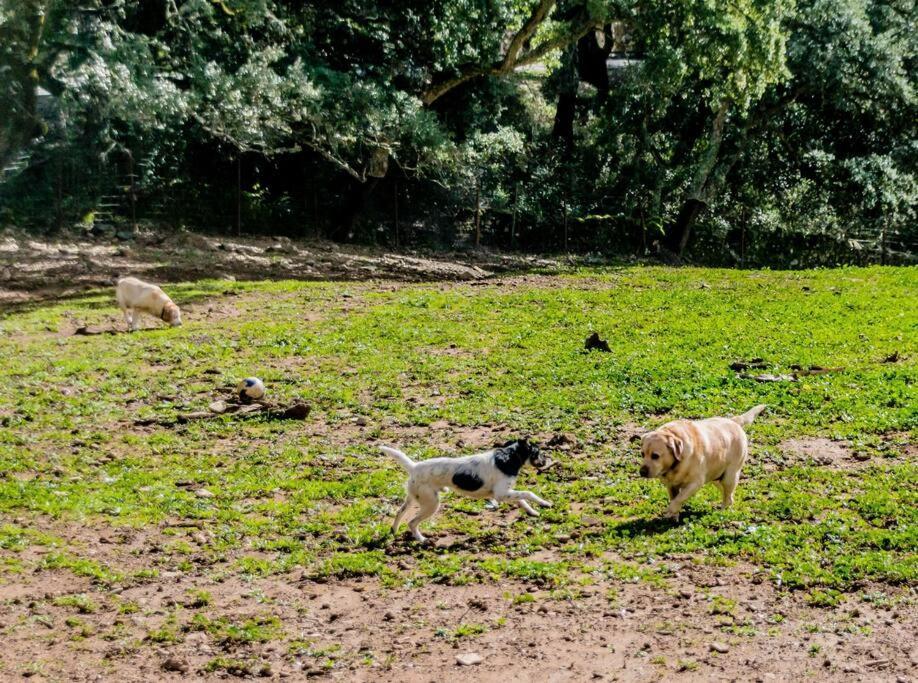 Casa Rural Alicia กอร์เตกานา ภายนอก รูปภาพ